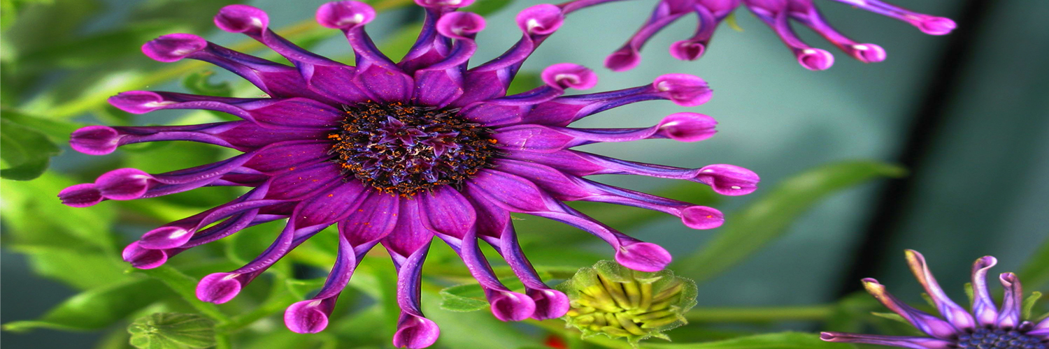 Home Lynn Koenig Fine Art Printing